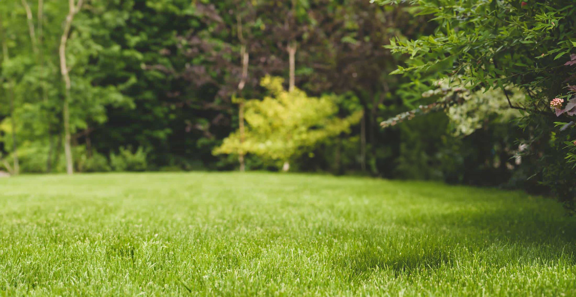 dog-park-bkg.jpg__PID:bc64dae0-25ca-4f8c-955b-3f2cba8b762c