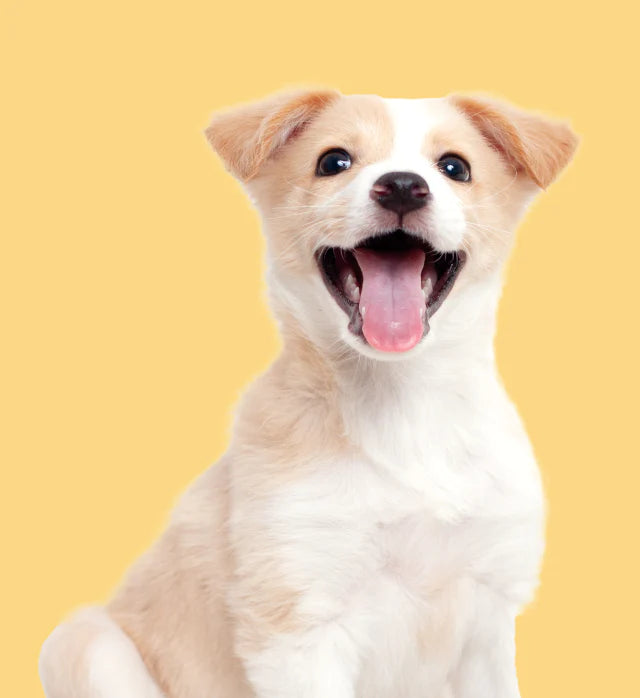 Dog Supplies Outlet